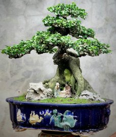 Cây Duối