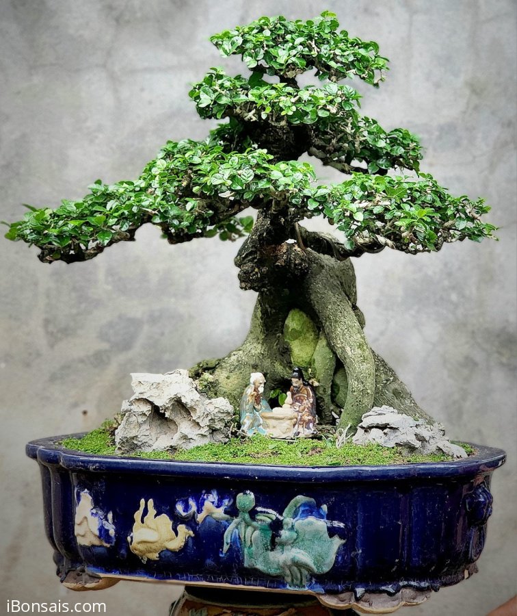 Cây Duối