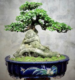Cây Duối