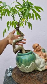 Cóc Thái và siêu bông mini đồng giá 80k một cây