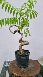 Cóc Thái và siêu bông mini đồng giá 80k một cây