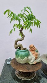 Cóc Thái và siêu bông mini đồng giá 80k một cây