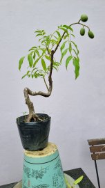 Cóc Thái và siêu bông mini đồng giá 80k một cây
