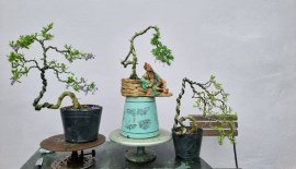 Cóc Thái và siêu bông mini đồng giá 80k một cây