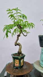 Cóc Thái và siêu bông mini đồng giá 80k một cây