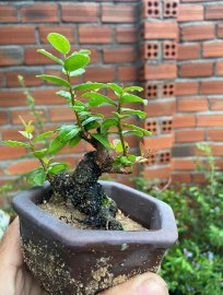 Hải châu đọt đỏ lực siêu mini giao lưu