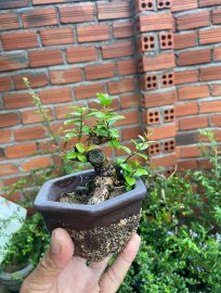 Hải châu đọt đỏ lực siêu mini giao lưu