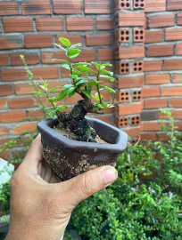 Hải châu đọt đỏ lực siêu mini giao lưu