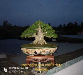 Tác phẩm mai chiếu thủy lá trung