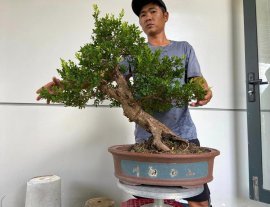 Hải châu sông cầu lá nhỏ đặc cốt