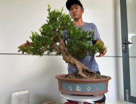 Hải châu sông cầu lá nhỏ đặc cốt
