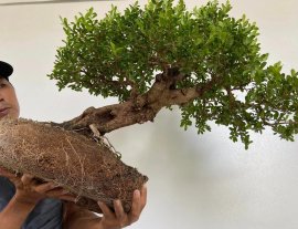 Hải châu sông cầu lá nhỏ đặc cốt