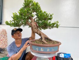 Hải châu sông cầu lá nhỏ đặc cốt
