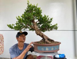 Hải châu sông cầu lá nhỏ đặc cốt