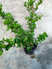 Cây con hải châu lá nhỏ Sông Cầu từ hạt