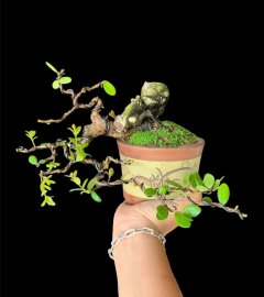 Hải châu đổ ôm chậu