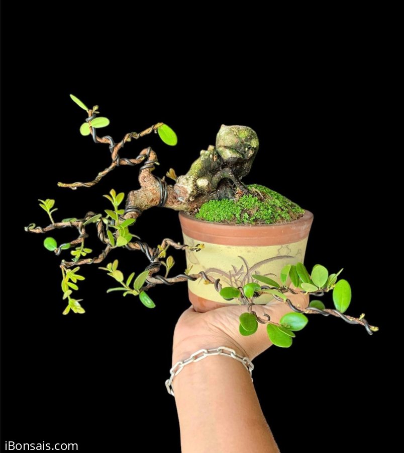 Hải châu đổ ôm chậu