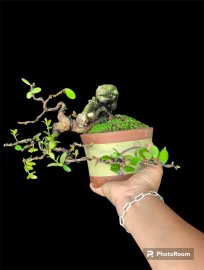 Hải châu đổ ôm chậu