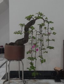 Hoa giấy