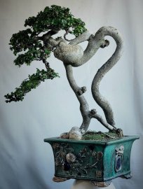 Cây Duối, hoàng anh mộc cây rất nghệ thuật