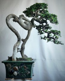 Cây Duối, hoàng anh mộc cây rất nghệ thuật