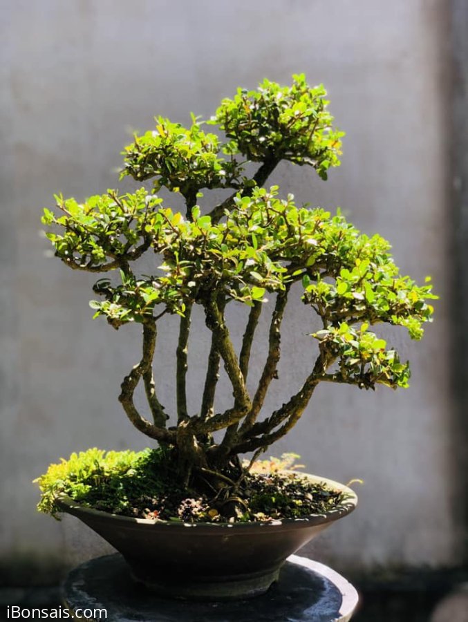 Cụm rừng sam trái in Vũng Tàu Tinh Ba Ria-Vung Tau