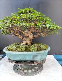 Mai chiếu thủy