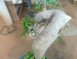 Cây duối 1500k bao ship ạh