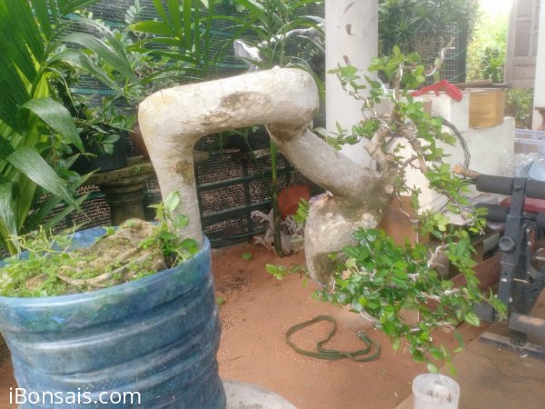 Cây duối 1500k bao ship ạh