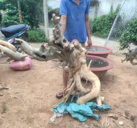 Phôi duối