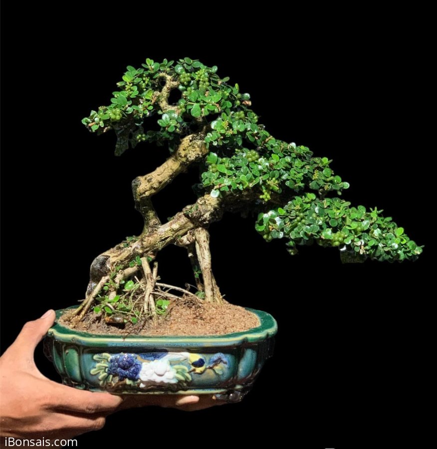 Sam núi trái khai thác siêu già mini để bàn