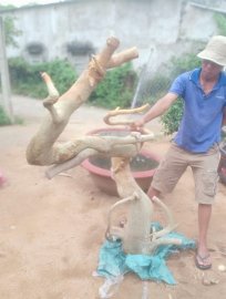 Phôi duối dáng long...