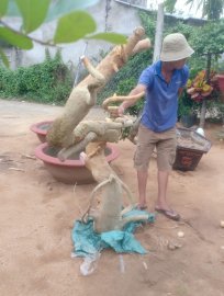 Phôi duối dáng long...