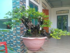 Ra trái mùa tết thì ngon