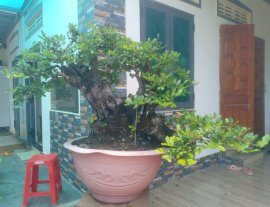 Ra trái mùa tết thì ngon