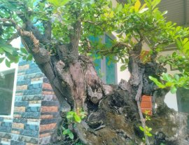 Ra trái mùa tết thì ngon