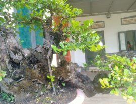 Ra trái mùa tết thì ngon