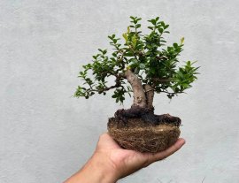 Hải châu lá nhỏ đặc cốt phu thê giao lưu