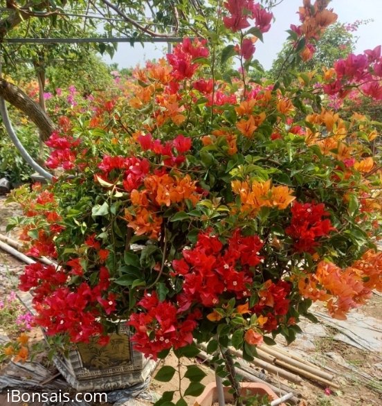 Hoa giấy bonsai nhiều màu tại Canada