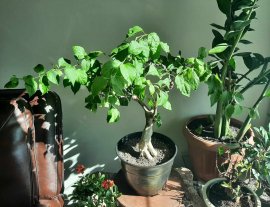 Hoa giấy bonsai nhiều màu tại Canada