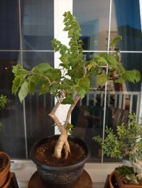 Hoa giấy bonsai nhiều màu tại Canada