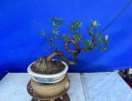 Tùng la hán giá mềm xèo