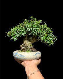 Hải châu sông cầu tròn do