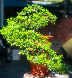 Hải châu gl