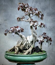 Cây Bồ đề núi lá đỏ hiếm