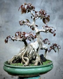 Cây Bồ đề núi lá đỏ hiếm