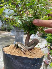 Hải châu lá nhỏ siêu quái cho ae 