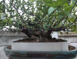 Mct da đen lá lớn ạ