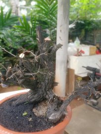 Khét đấy...già chát