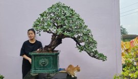 Giao lưu anh em cây Da Nhật